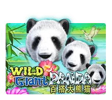 Wild Giant Panda - HIGHBET33