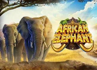 African Elephant - HIGHBET33